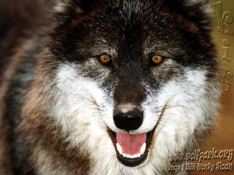 Close-up of a wolf's face