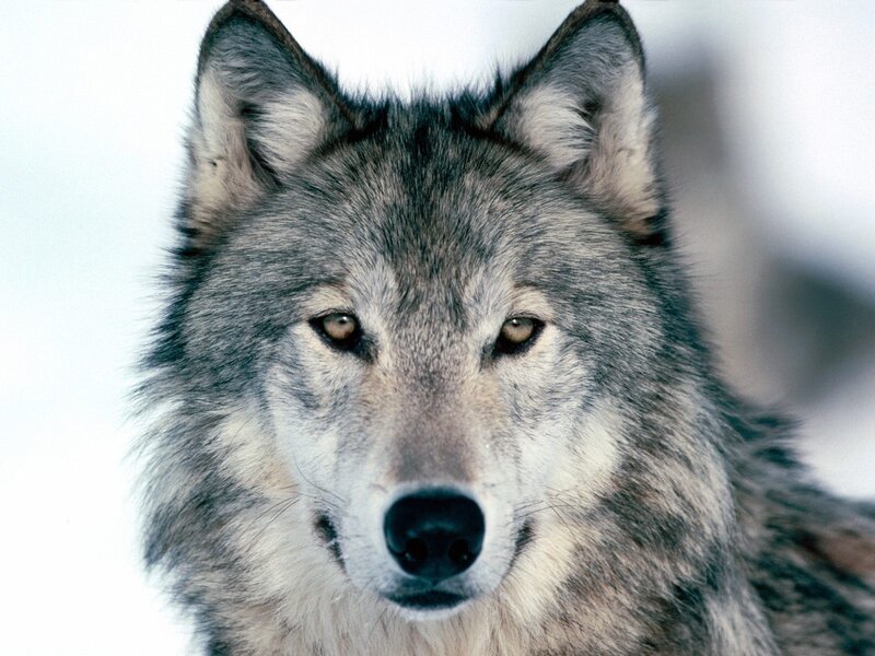 close-up of a wolf's face