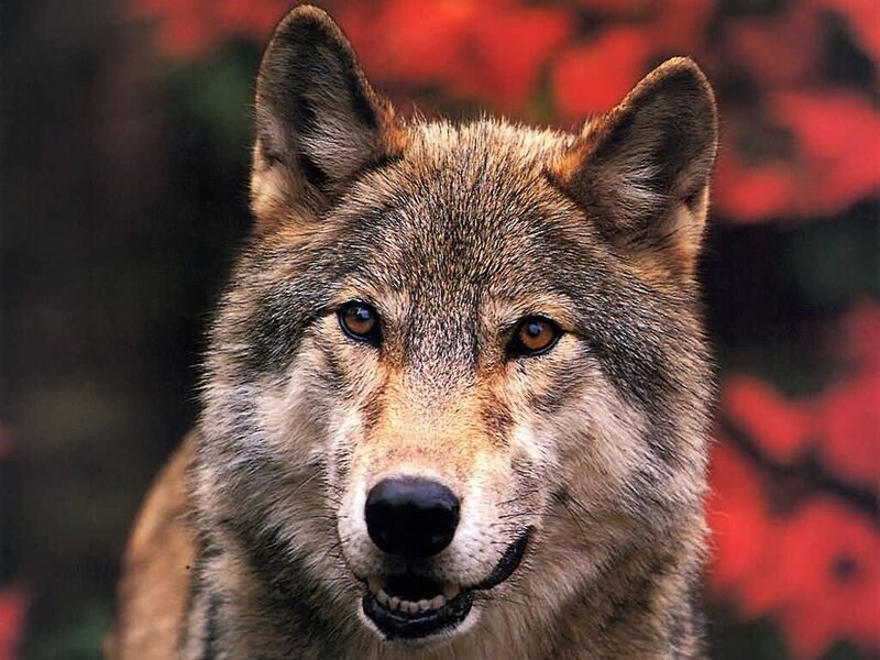 Close-up of a wolf's face