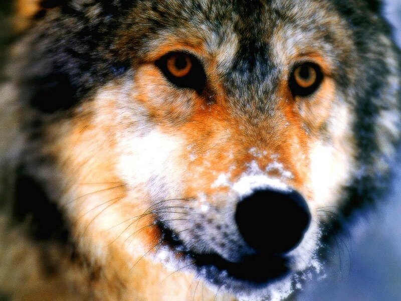 close-up of a wolf's face