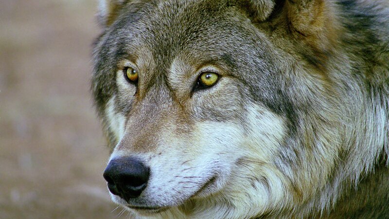 close-up of a wolf's face