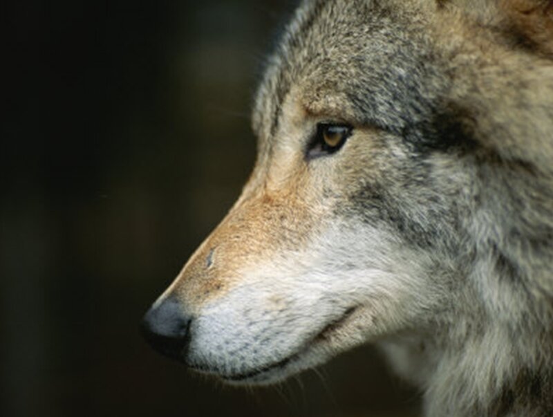 close-up of a wolf's head