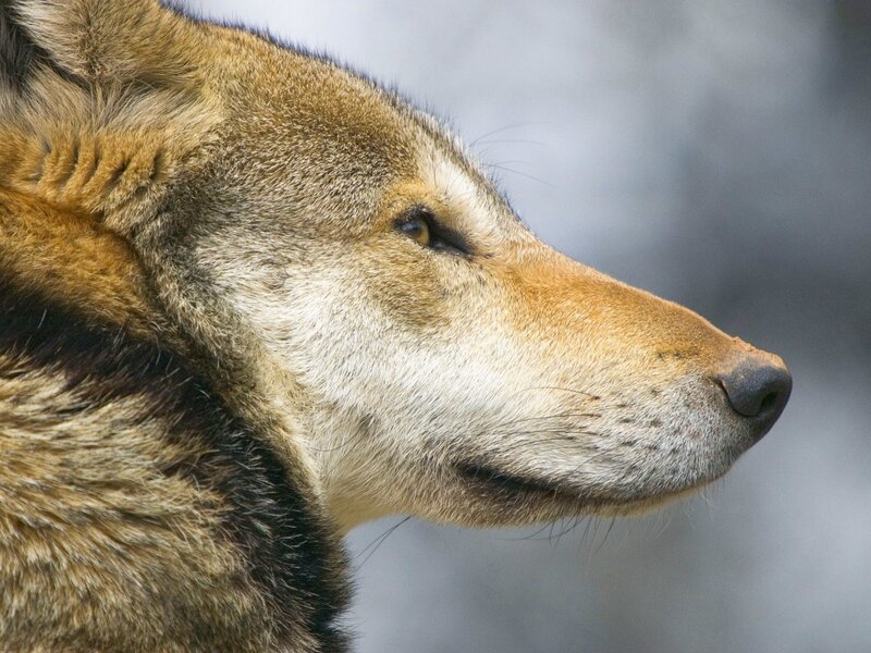 close-up of a wolf's head