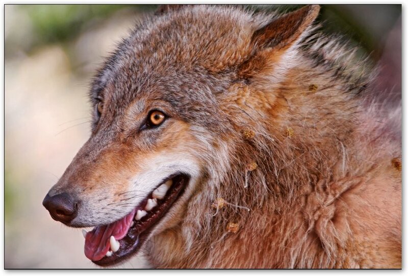close-up of a wolf's head