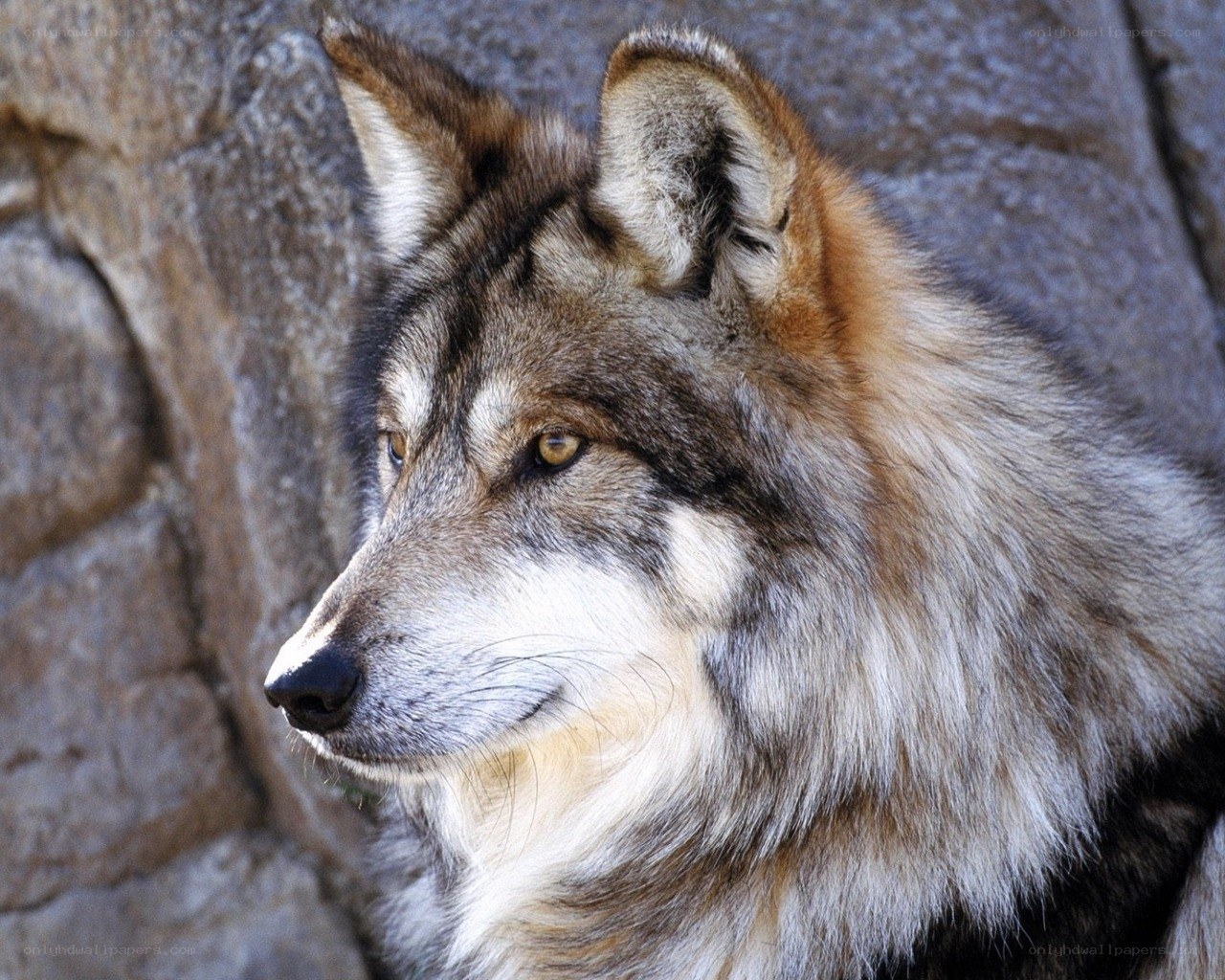 Close-up of a wolf's head
