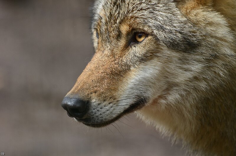 close-up of a wolf's head