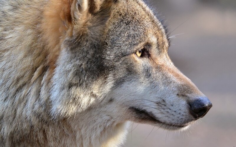 close-up of a wolf's head