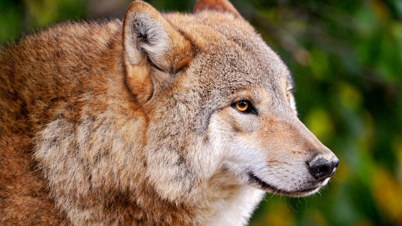 close-up of a wolf's head