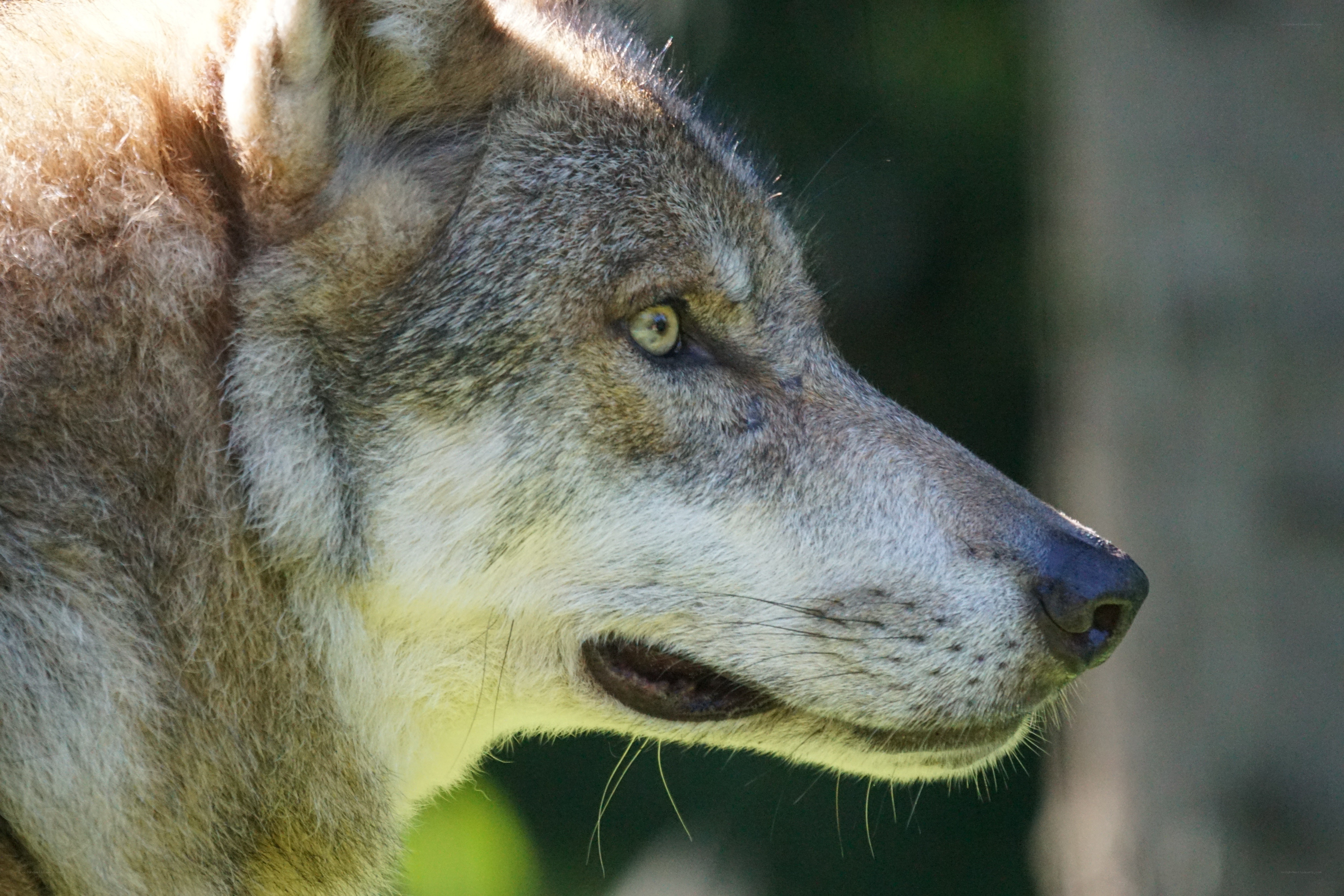 close-up of a wolf's head