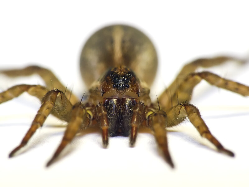 close-up of a wolf spider