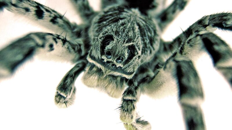 close-up of a wolf spider