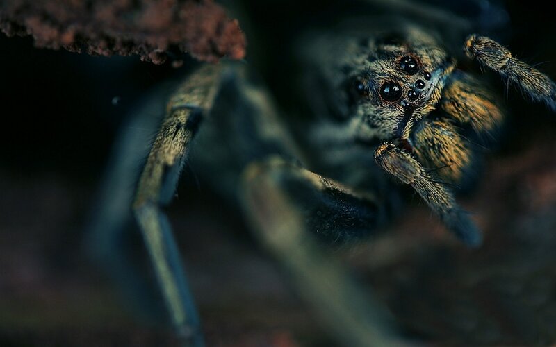 Close-up of a Wolf Spider — Black, Intense