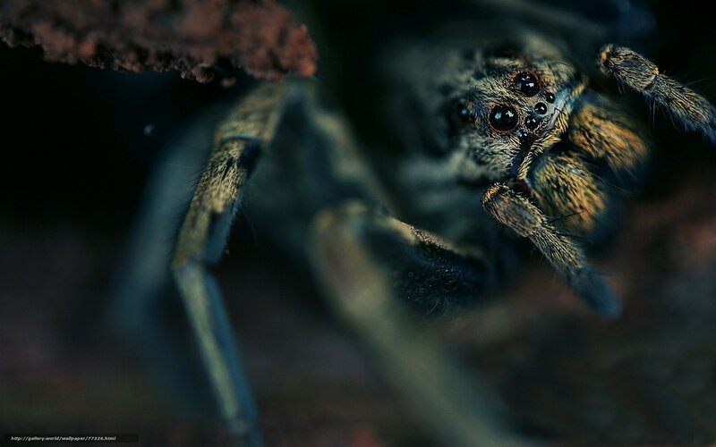 Close-up of a Wolf Spider — Black