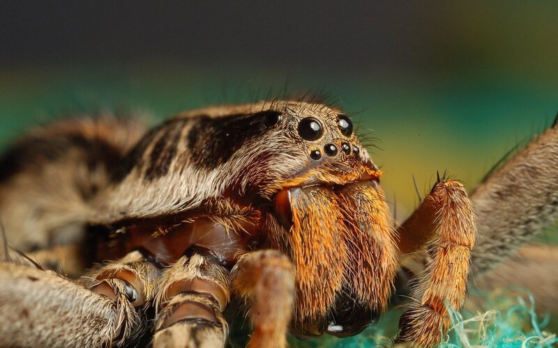 Close-up of a Wolf Spider — Brown, Dramatic