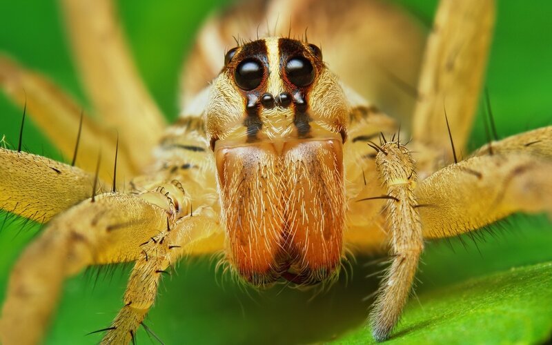 Close-up of a Wolf Spider — Brown, Intense
