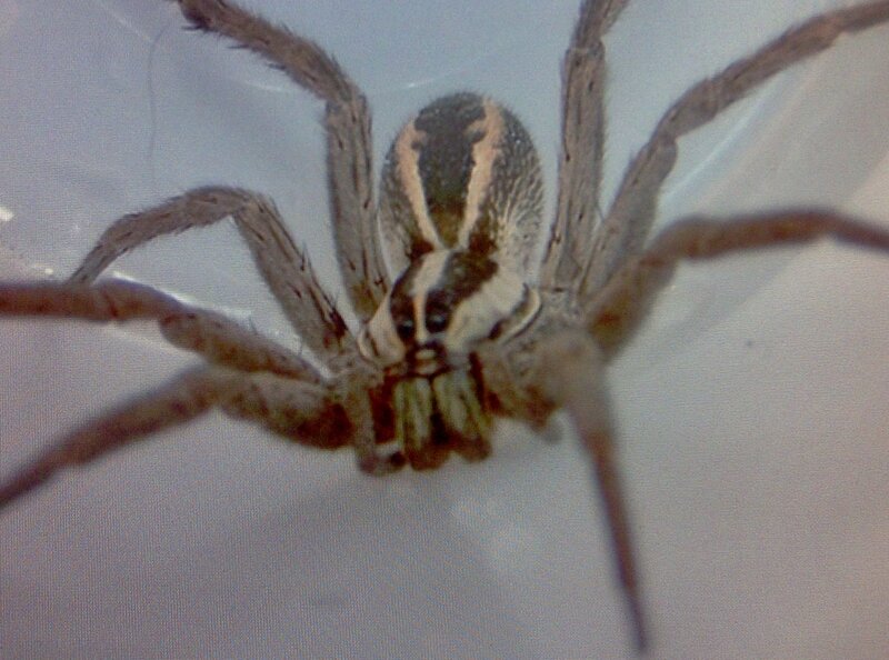 Close-up of a Wolf Spider — Gray