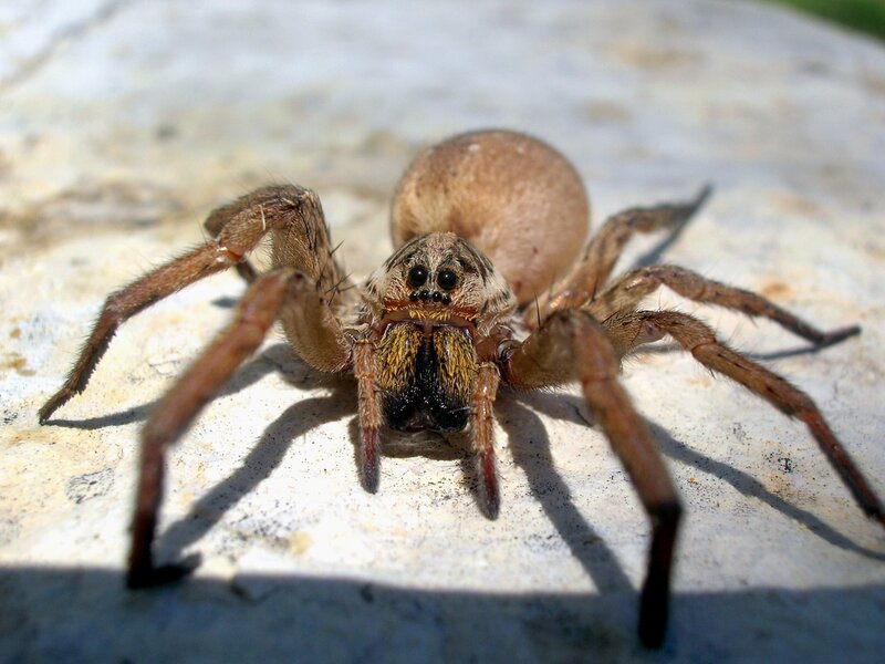 close-up of a wolf spider