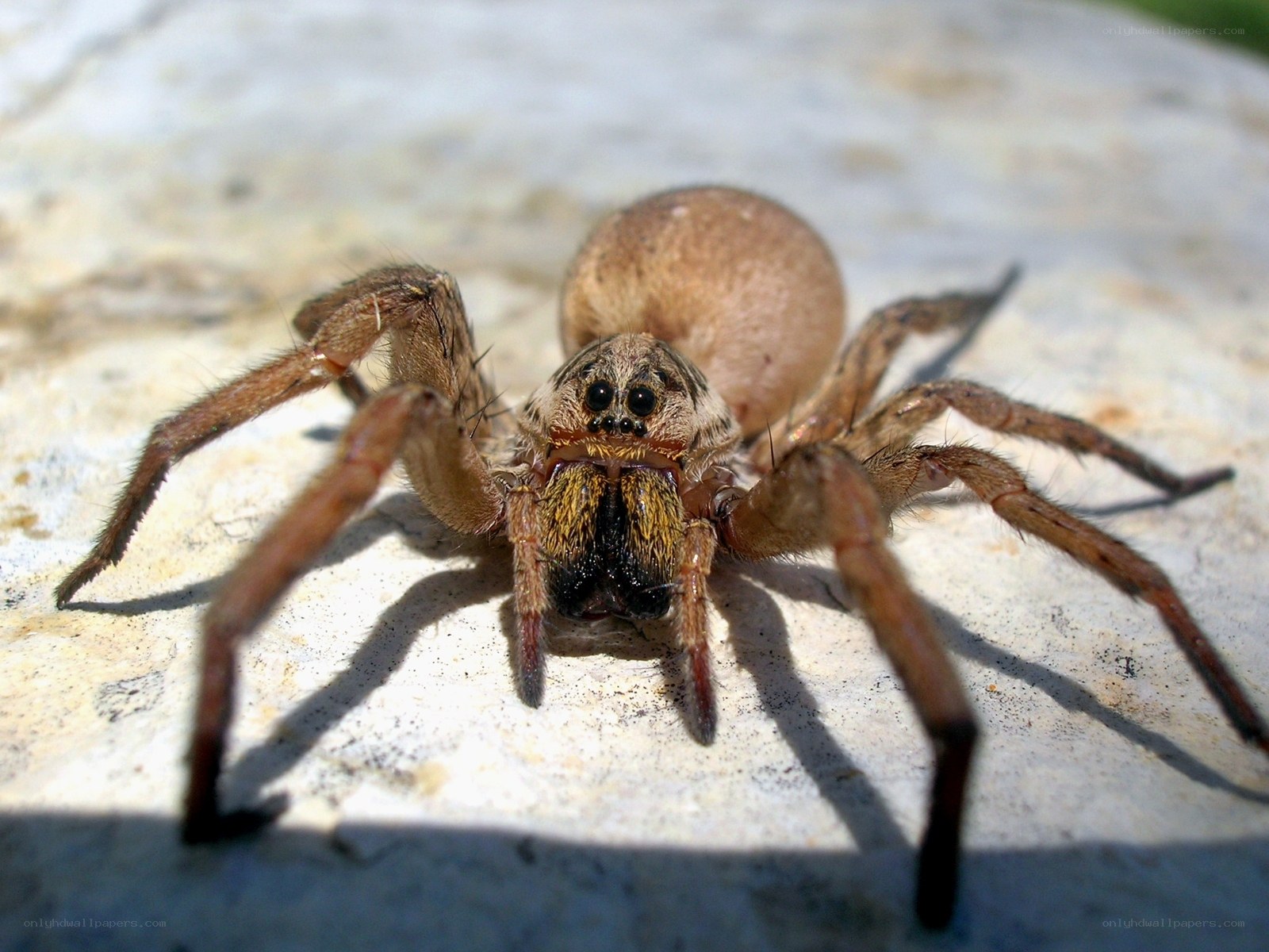 close-up of a wolf spider