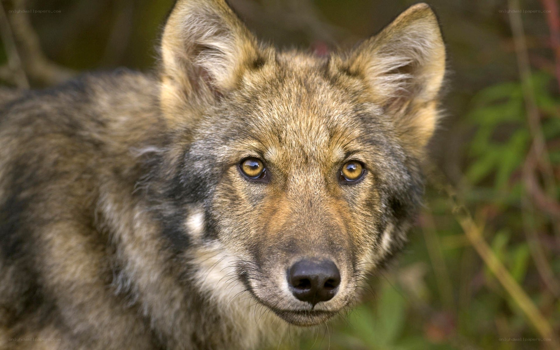 close-up of a wolf