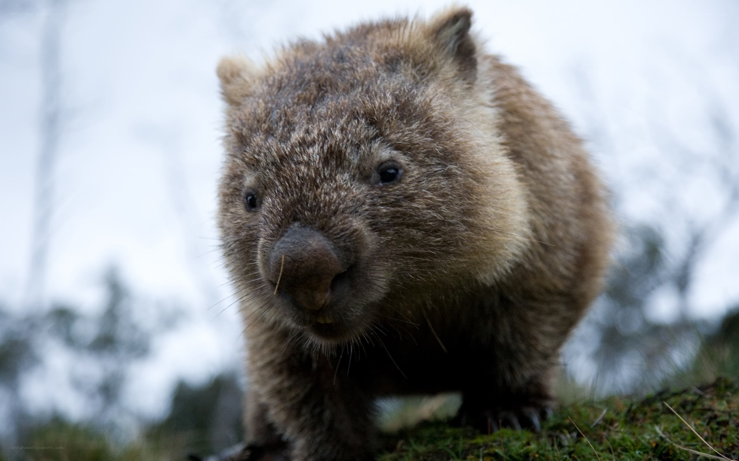 Close-up of a wombat