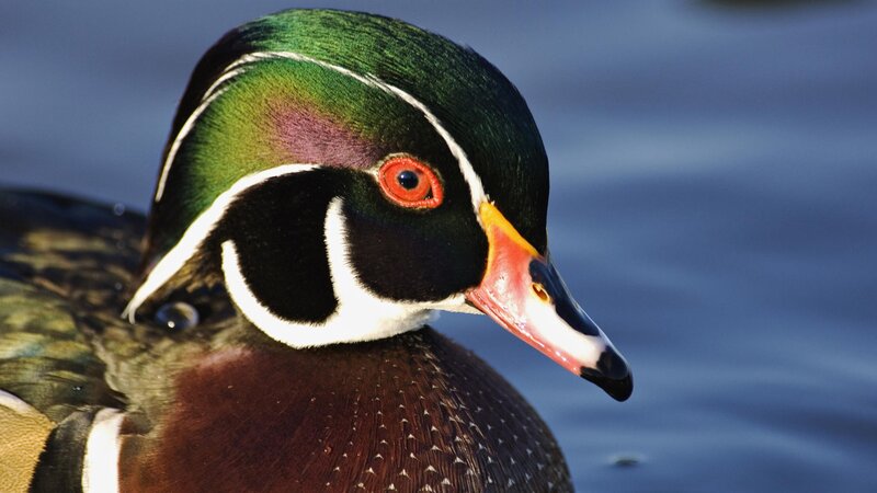 close-up of a wood duck