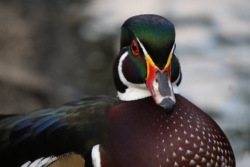 close-up of a wood duck