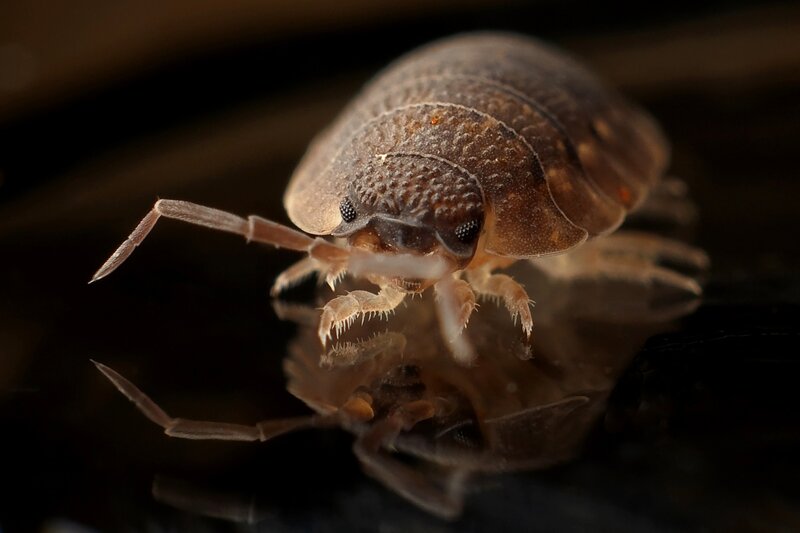 close-up of a woodlouse