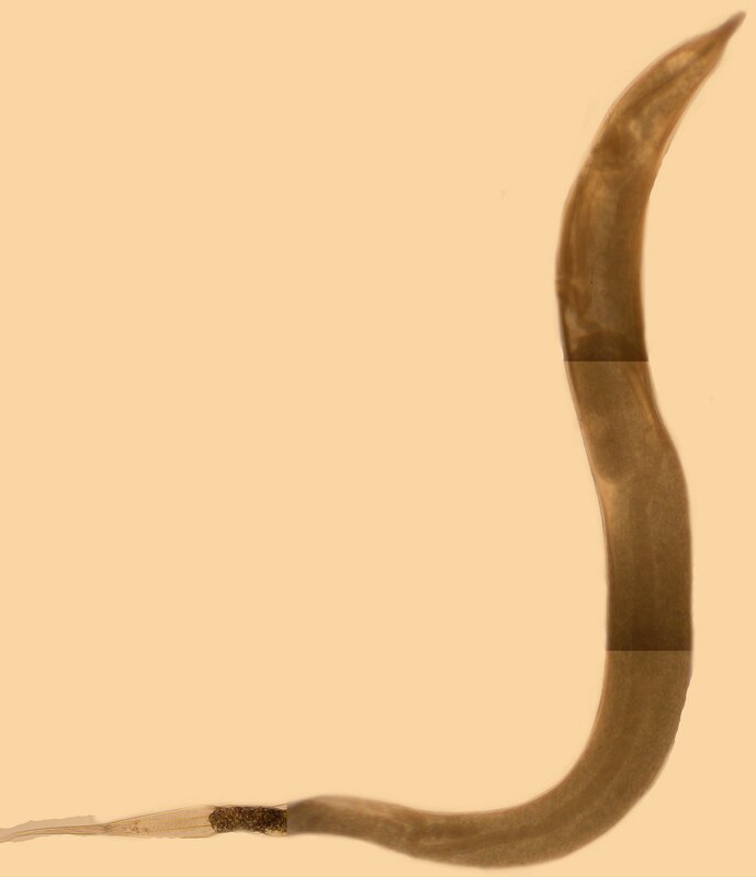 Close-up of a worm-like organism
