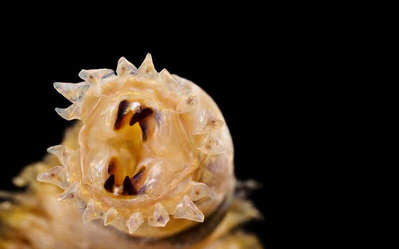Close-up of a worm's mouth