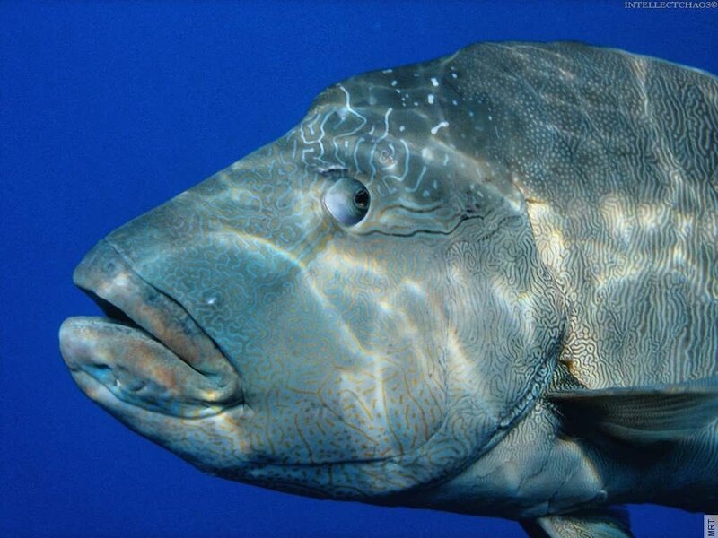 close-up of a wrasse fish