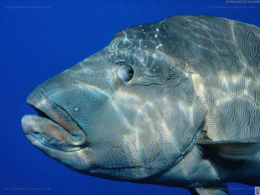 close-up of a wrasse fish