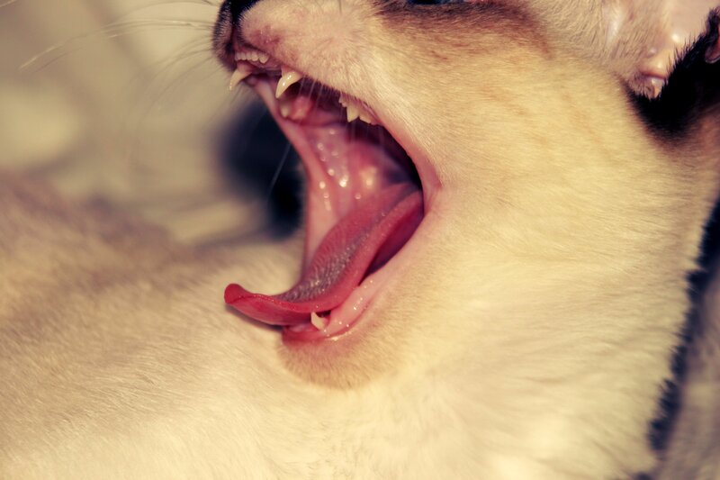 close-up of a yawning cat