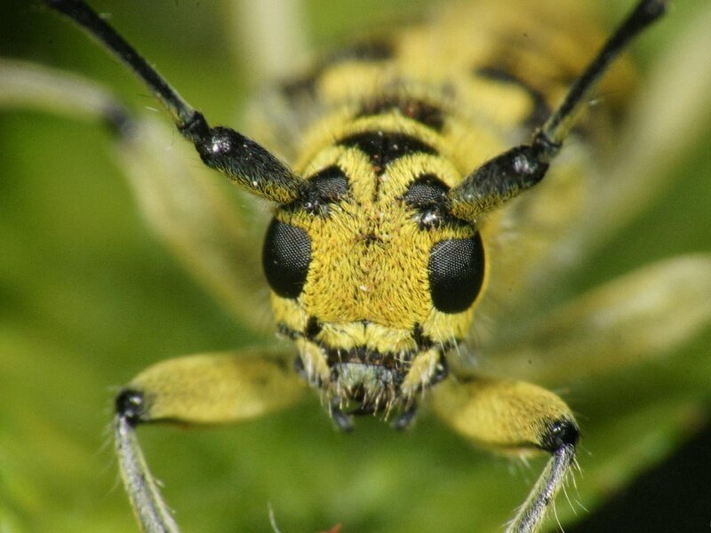 close-up of a yellow and black beetle