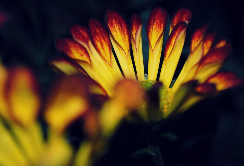 Close-up of a yellow and red flower