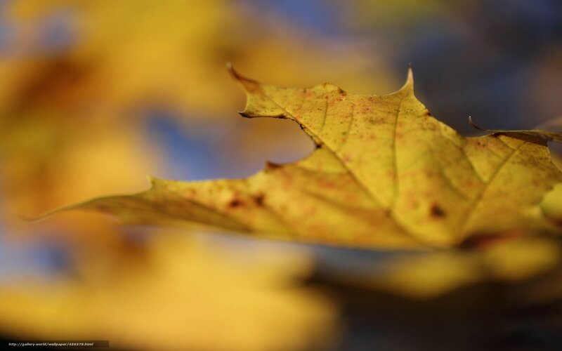 Close-up of a yellow autumn leaf
