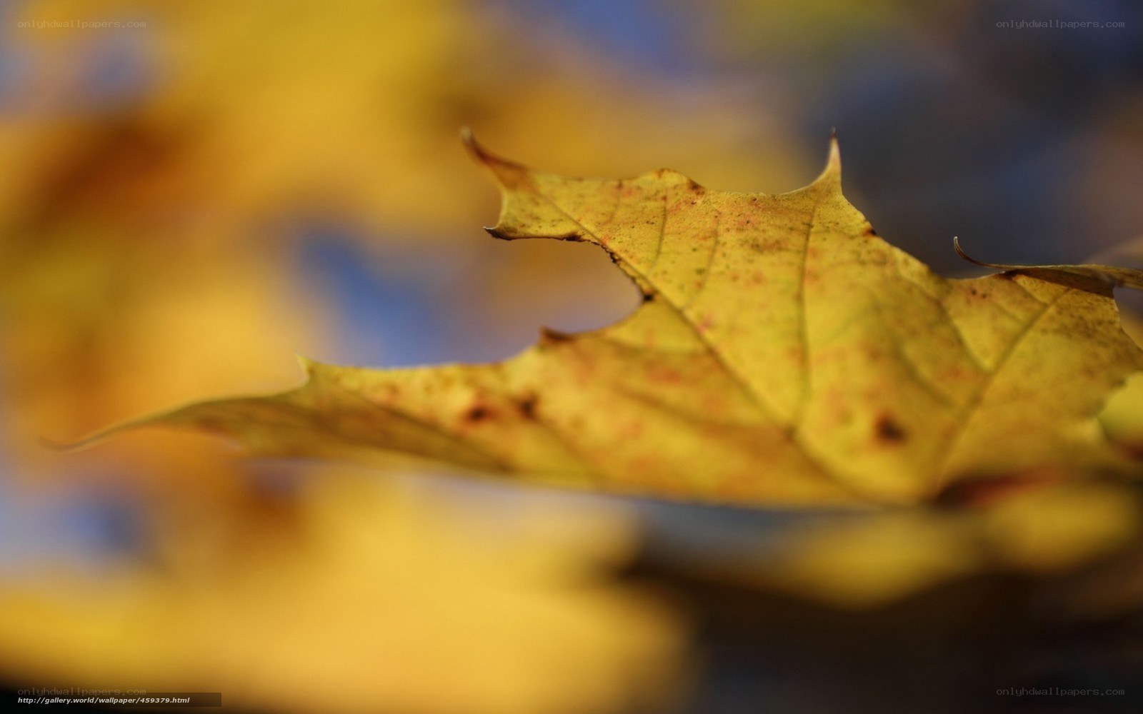 Close-up of a yellow autumn leaf