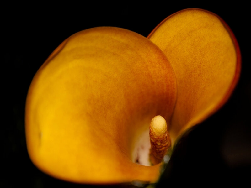 Close-up of a yellow calla lily