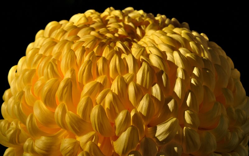 Close-up of a yellow chrysanthemum