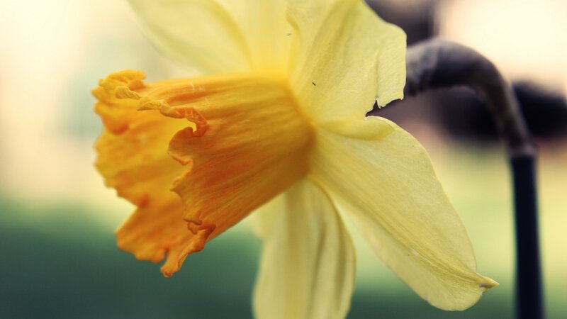 Close-up of a yellow daffodil