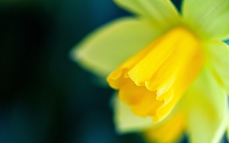 Close-up of a yellow daffodil