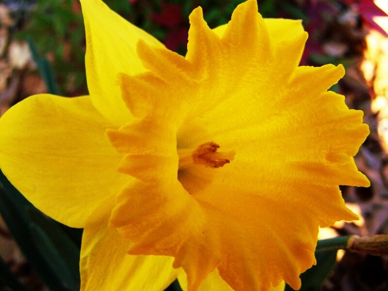 Close-up of a yellow daffodil