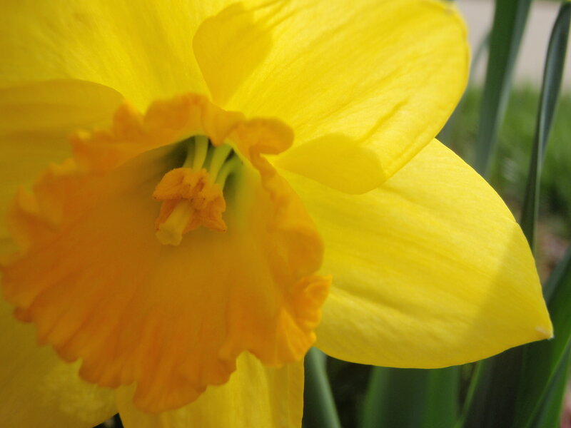Close-up of a yellow daffodil