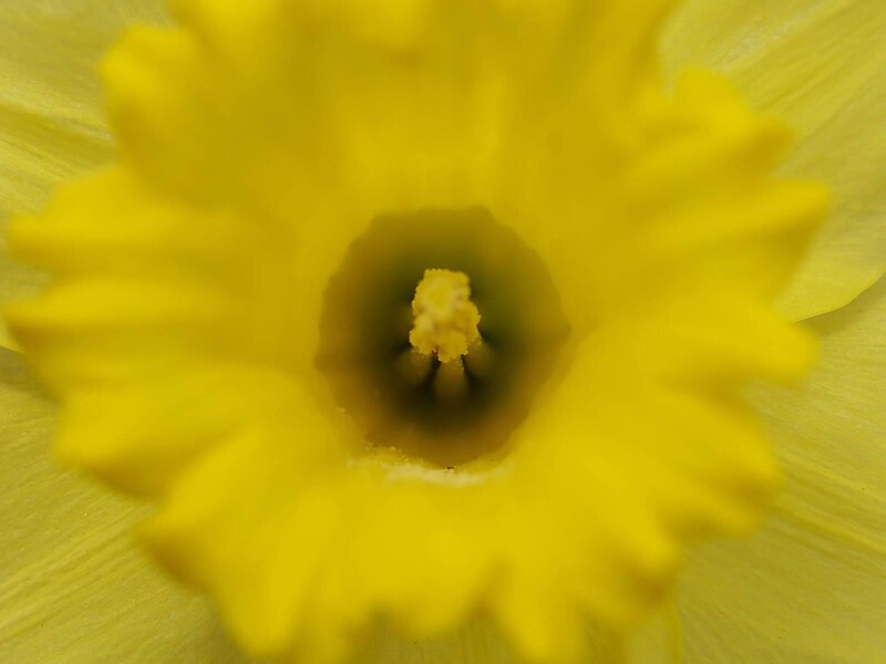 Close-up of a yellow daffodil