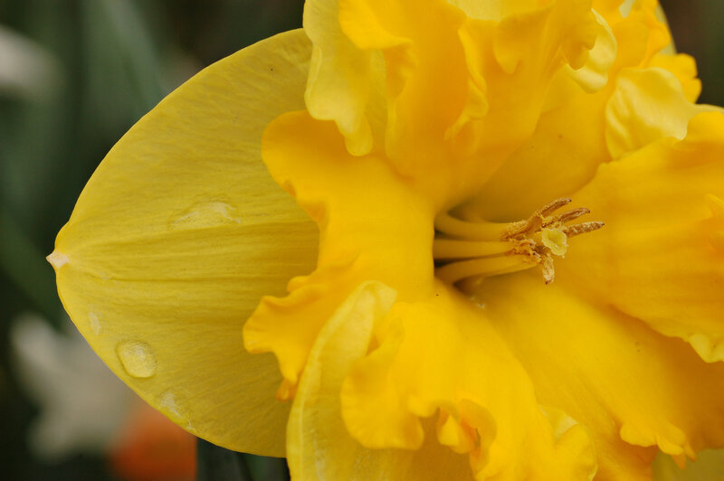 Close-up of a yellow daffodil