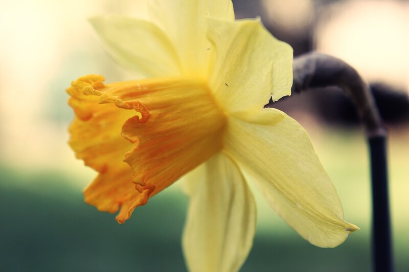Close-up of a yellow daffodil