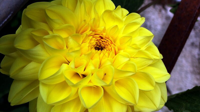 Close-up of a yellow dahlia