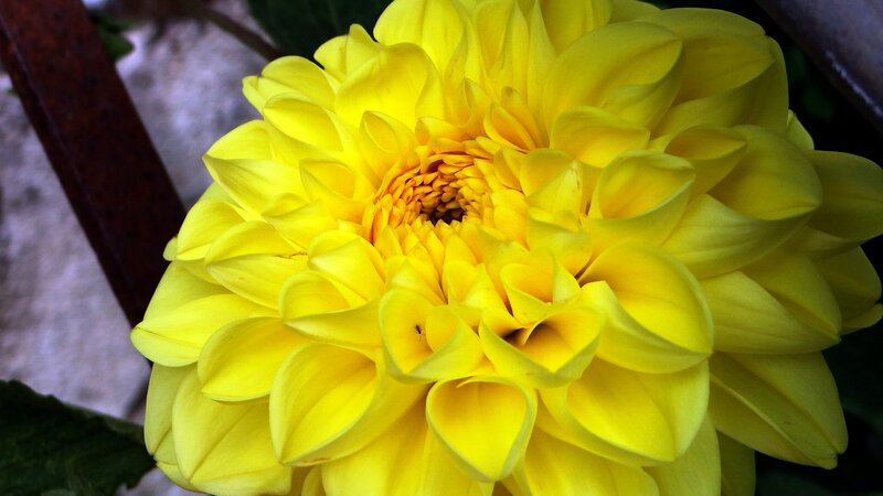 Close-up of a yellow dahlia