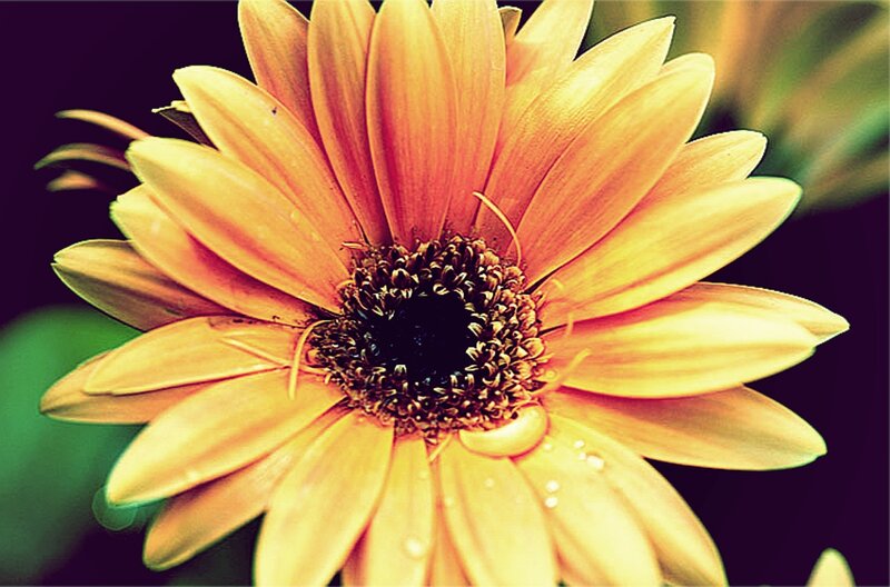 Close-up of a yellow daisy