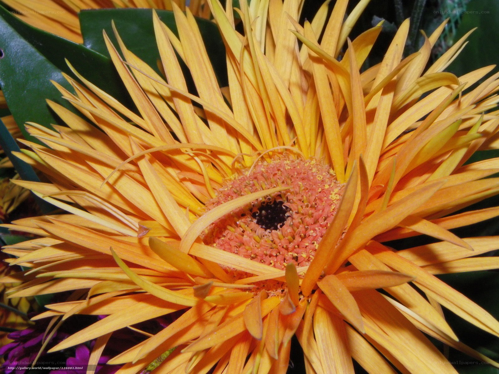 Close-up of a yellow daisy