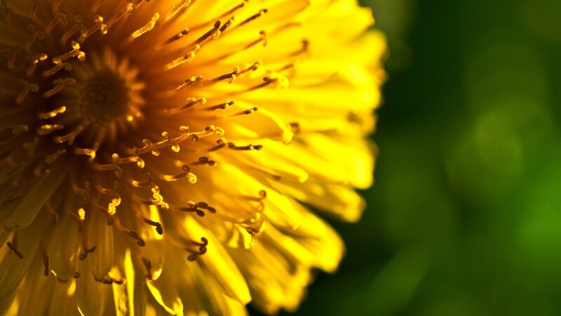 Close-up of a yellow dandelion